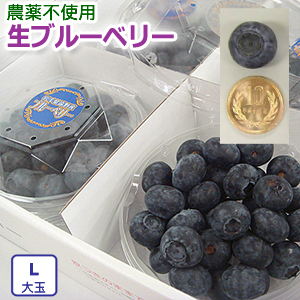 6月末までの予約で送料無料】生ブルーベリー（Lサイズ大玉）≪農薬不